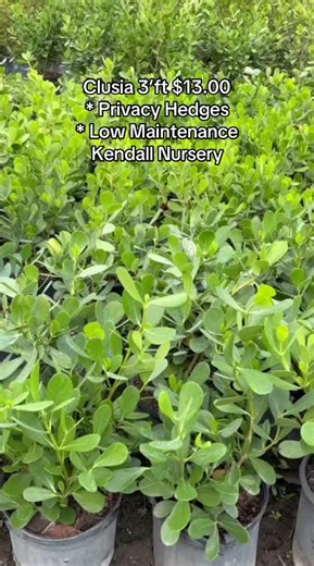 Explore Clusia Prices and Sizes at Kendall Nursery