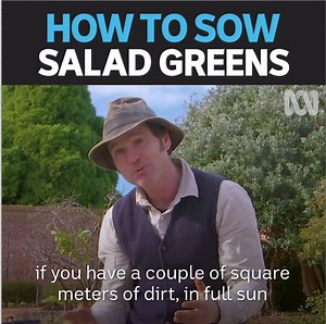 Correct watering is the key to growing salad greens successfully 🥗🌱 | Gardening Australia