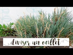 ✿ How to divide a carnation