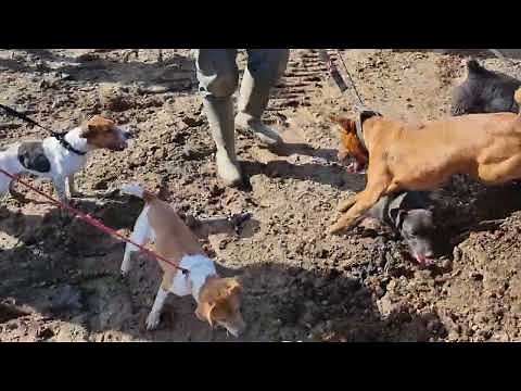 600 RAT MASACURE ratting with terriers