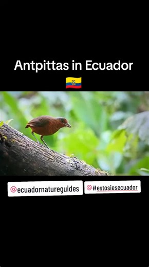 Antpittas in Ecuador 🇪🇨 an amazing bird group of the neotropics many found in Ecuador from the Pacific ocean to the snow treeline in the Andes and the remote Amazon Rainforest. . Join us! #ecuadorwildlifetours #nature_ec #jungle_ec #ecuadornatureguides #ecuadornature #neotropics #ecuadorwildlife #ecuadorwildlife #rainforest_ec #ecuadorjungle #biodiversity #bio_ec #biodiversity_ec #mindo #mindobirding #birdwatchingworld .