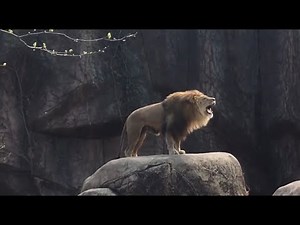 Aslan Kral / Lion Roar/Lion Hunting/Documentary