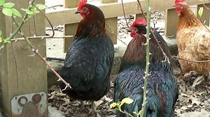 Council Approves Sustainable Zoning Code Amendments