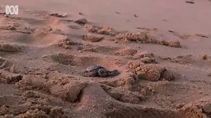 Baby loggerhead turtles returned to Shelly Beach on Central Coast and released after hatching at Taronga
