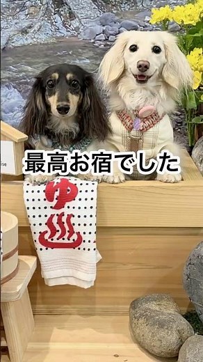 愛犬大満足すぎる宿‼️栃木県わんわんパラダイスプレミア塩原さんに宿泊！#犬と泊まれる宿 #犬と旅行 #犬旅 #犬連れ旅行