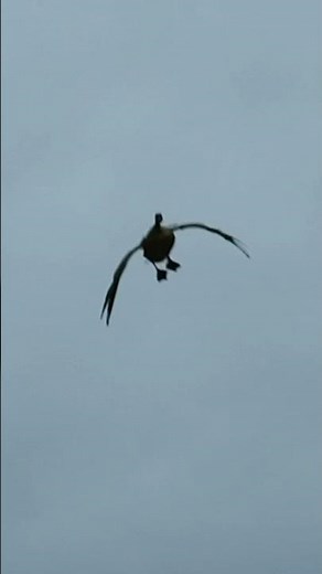 Canada goose landing