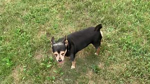 8.6K views · 392 reactions | O just Finn and Marley being the cutest dog couple ever and having some fun running around in the grass! Won’t someone come and take these 2 home together!? 梁 They are so good together and are 10 and 11 years old! They are both completely sponsored too so that means that they are free to adopt with a approved application!  | Lincoln County Humane Society, Wisconsin | Facebook