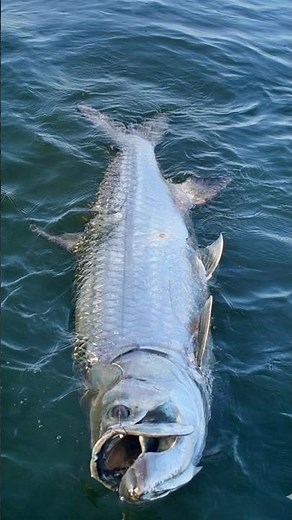 "Who Can Catch the Biggest Fish Wins ₹1000 Challenge!"