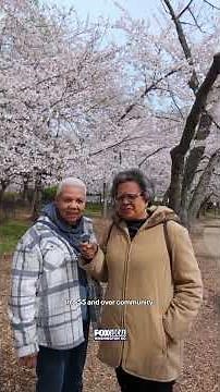 Cherry Blossoms in Washington, DC