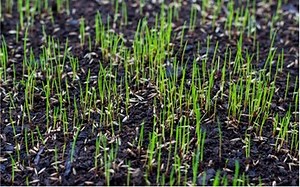 Paul Munns Blog How to guides Sowing lawn seed in Spring - The cost effective way of establishing a lawn