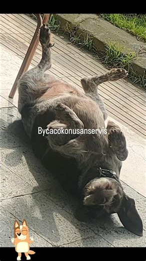 Biraz oynaşınca o da ben de çok yorulduk iyi mi 😵‍💫🥴😁🐕