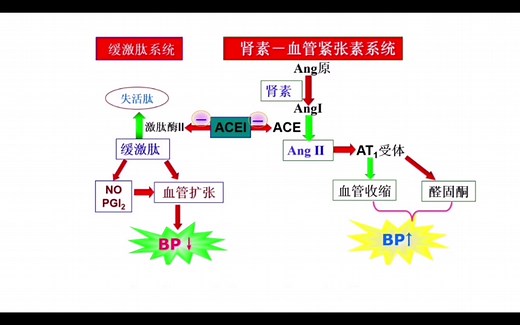 【药理学】血管紧张素转换酶抑制药（ACEI）降压作用机制