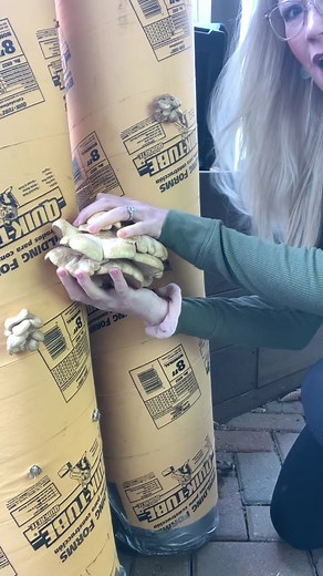 Exploring Worms and Oyster Mushroom Growth