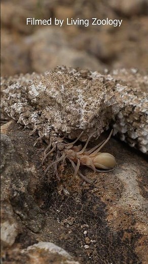 The unique Spider-tailed horned viper