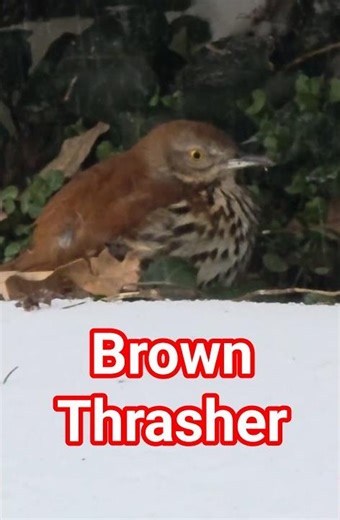 Brown Thrasher World