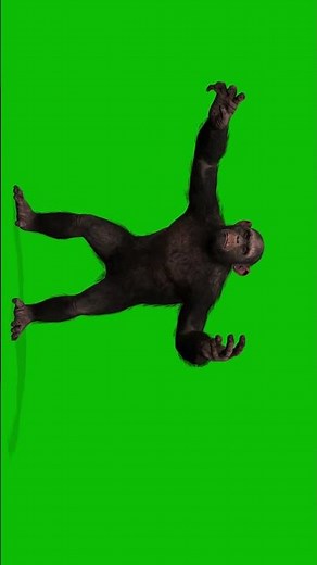 Realistic Chimpanzee Animation Green Screen Free 4K Stock Footage for Creators #greenscreen #shorts
