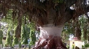 चमत्कारी है वट वृक्ष, देता है मोक्ष, करता है मनोकामना पूर्ण। Vat tree