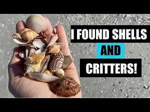Looking for shells on the beach. I found seashells AND critters!