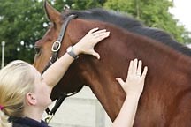 Equine practitioners explained: the equine body worker and massage therapist - Horse & Hound