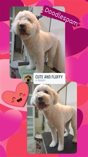 #grooming #trimsalon #australianlabradoodle #labradoodle #doodle | Trimsalon Happydog Numansdorp