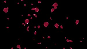 Rose Petals Falling on Black Background | Premium Stock Video Footage