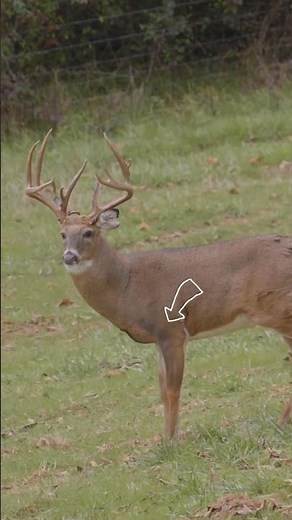 “Whitetail Deer at Close Range | Fast & Perfect Shot!”#WhitetailDeerHunting #DeerHuntUSA