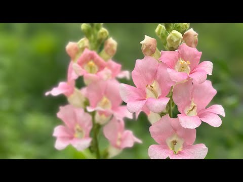 "Snapdragon Propagation Made Easy: Step-by-Step Guide for Successful Gardening 🌱"