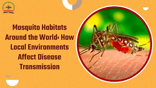 Mosquito Habitats Around the World: How Local Environments Affect Disease Transmission