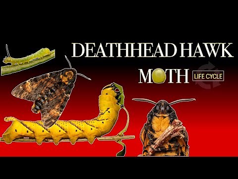 Deaths-head hawk moth life cycle 🐛🦋 Caterpillar to Moth