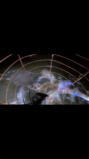 Crab scoop cam #angryoceanz #fishing #shimano #redfinperch #marron #boat #4x4 #crabbing #fishinglures #outdoors #camping #kayakfishing #freshwaterfishing #westernaustralia #australia #catchandcook #crabbing #squiding | Theo and Stevo’s fishing addiction