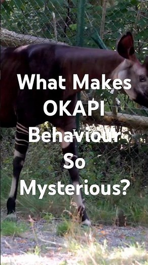 What Makes OKAPI Behavior So Mysterious?