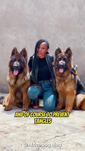 Why Long Coat German Shepherd Dogs Require Special Care