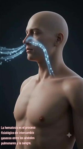 LA HEMATOSIS es el proceso fisiológico de intercambio gaseoso entre los alvéolos pulmonares y la sangre. Su función vital es extraer oxígeno del aire inhalado para oxigenar los tejidos y eliminar dióxido de carbono como desecho metabólico, transformando la sangre venosa en sangre arterial. ¿DÓNDE OCURRE LA HEMATOSIS? Este proceso se realiza exclusivamente en los alvéolos pulmonares, que son pequeñas bolsas de aire al final de las vías respiratorias, y en los capilares sanguíneos que los rodean. 