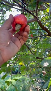 Cashew Nuts Health Benefits Why Cashews Are So Good for You Amazing Benefits of Cashew Nuts Cashews 