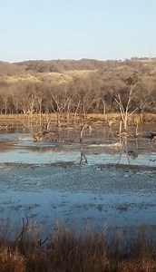 367K views · 2K reactions | This Afternoon in Zone 4 Tiger chased the deer in Malik Lake. #tigress #tiger #hunting #Safari #wildlifeSafari #wildlife | Ranthambhore National Park | Facebook
