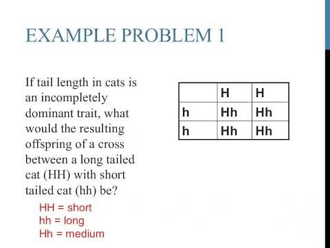 Punnett square practice problems (incomplete dominance)