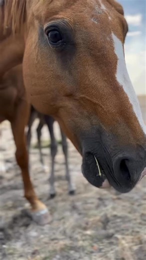 One of the main characters from our original Beryl The Brahman Children’s book, has had a baby foal. 💕 Matilda is a very special horse gifted to us by a very special lady. Her last foal has given our eldest son such incredible confidence and is one of those once in a lifetime horses. This feels like an early Christmas present - a blingy, filly foal for Mum!!! 😉 ♥️🐮♥️ . . . . . . . . . . . . . . . #berylthebrahman #kidscattleandchaos #lifeontheland #sallyjowebster_author #childrensbookauthor #