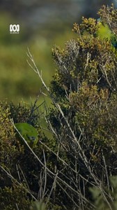 You'd think birdwatching is a pretty chill hobby, right? 🤔 🎤: Dr Ann Jones ▶️: Watch now on YouTube: https://ab.co/4dlYwJM | ABC Science
