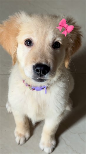 Biscuit on Instagram: "🎀👹 • • • • • • • • #TamilDogMemes #TamilComedyDog #TamilFunnyReels #NaaiComedy #DogMemeTamil #TamilDogLovers #DogFunTamil #NaaiLove #TamilReelsFunny #PetComedyTamil #DogLifeTamil #ViralDogTamil #TamilPets #TamilFyp #ReelTamilComedy #CuteDogTamil #TamilDailyReels #DogTokTamil #ComedyTamilReels #TamilCutePets"