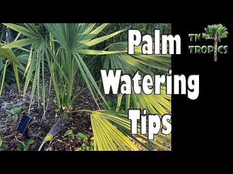 Palm watering tips