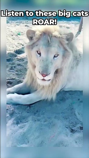 The Most Powerful Big Cat Roars Ever Caught on Camera