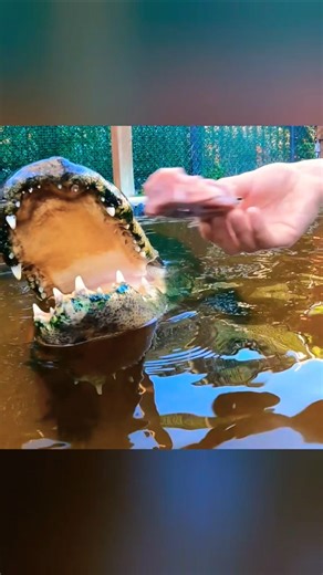 Alligator Feeding Time!
