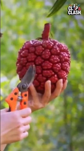 Pandan Fruit Explained | The Natural Flavor King of Southeast Asia 🌿 #youtubeshorts #fruit #facts