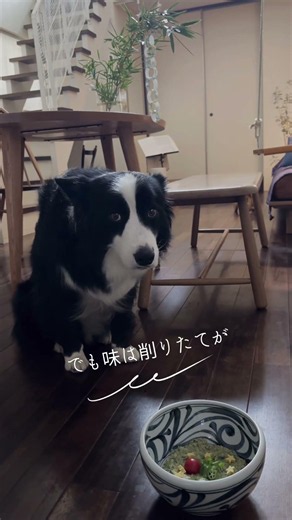 ボーダーコリーの小さな葛藤🐶💭A Border Collie’s Little Dilemma 🐶💭