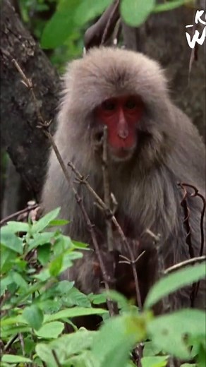 6.5K views · 128 reactions | In the temperate forests of northern Japan, macaques face extreme seasonal changes. A new baby female was recently born, just in time for spring. Macaque mothers only give birth to one infant at a time, ensuring the baby has the best chance of survival before winter. #Japan #Wildlife #Monkeys #Macaques #AnimalAdaptation #Nature | Real Wild | Facebook