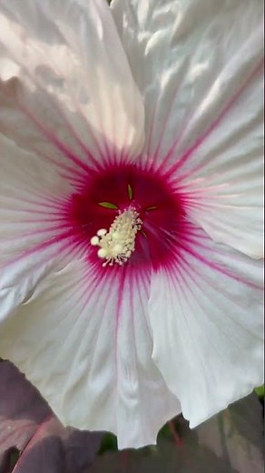 Breathtaking Beauty of a Hibiscus Flower Up Close