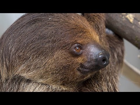 Meet Josie The Two-Toed Sloth