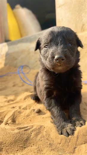 puppy retriever puppies#animal life #shotfeed #shorts #catmeowarea