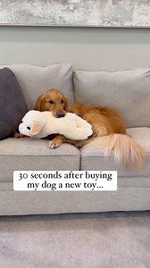 My dog destroys everything! | Aguyandagolden