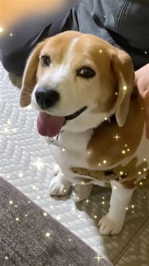 嬉しいご報告です🐶🌸いつも応援してくださる皆さまへ💖 #いぬのいる生活 #可愛い犬 #beagle #ビーグル犬さくら